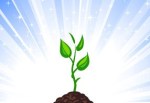 radiant growing-green-plant