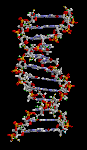 DNA_animation1